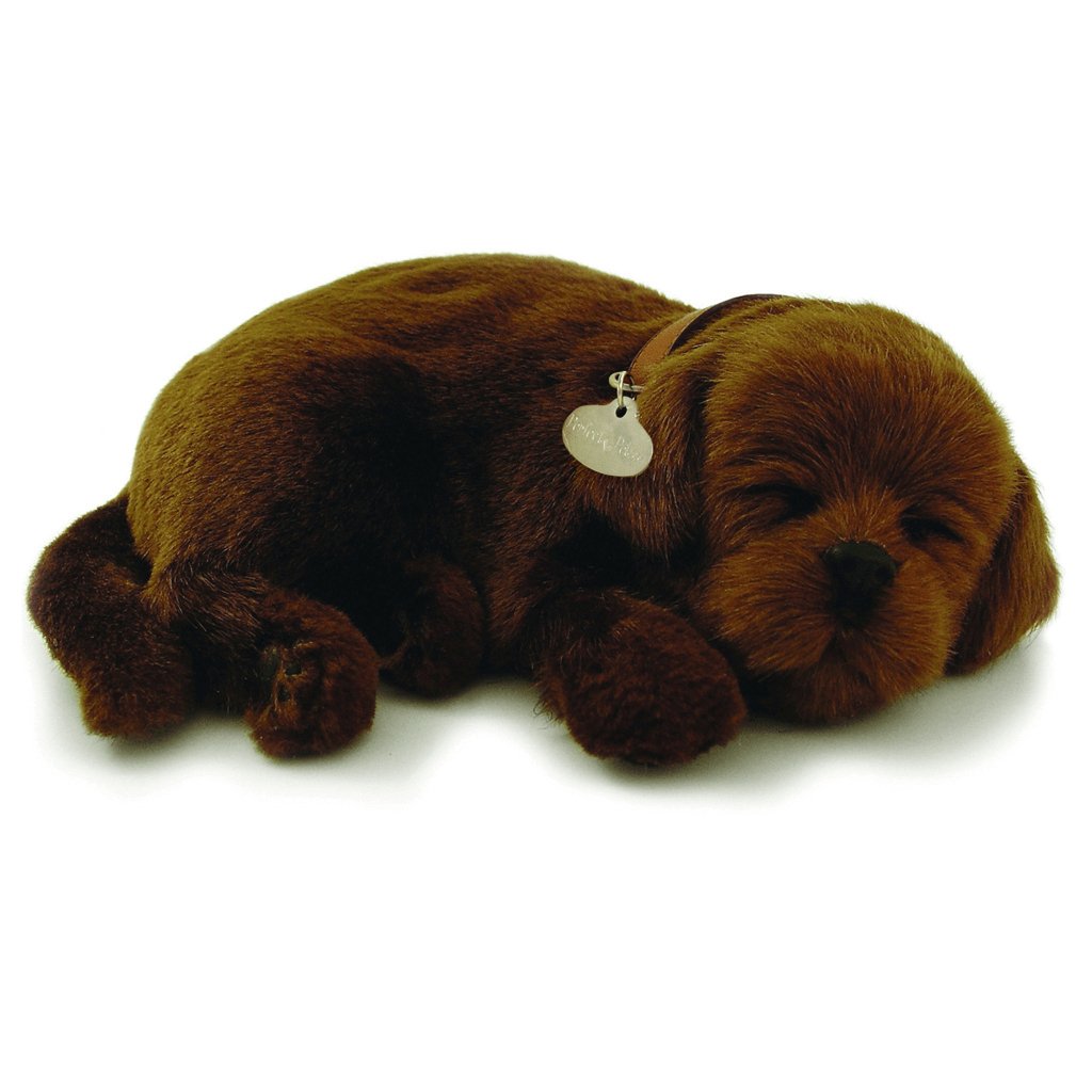 Chocolate Lab Soft Bundle - Senior Style