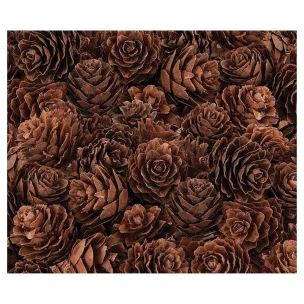 Pine Cones Mini 190g - Senior Style